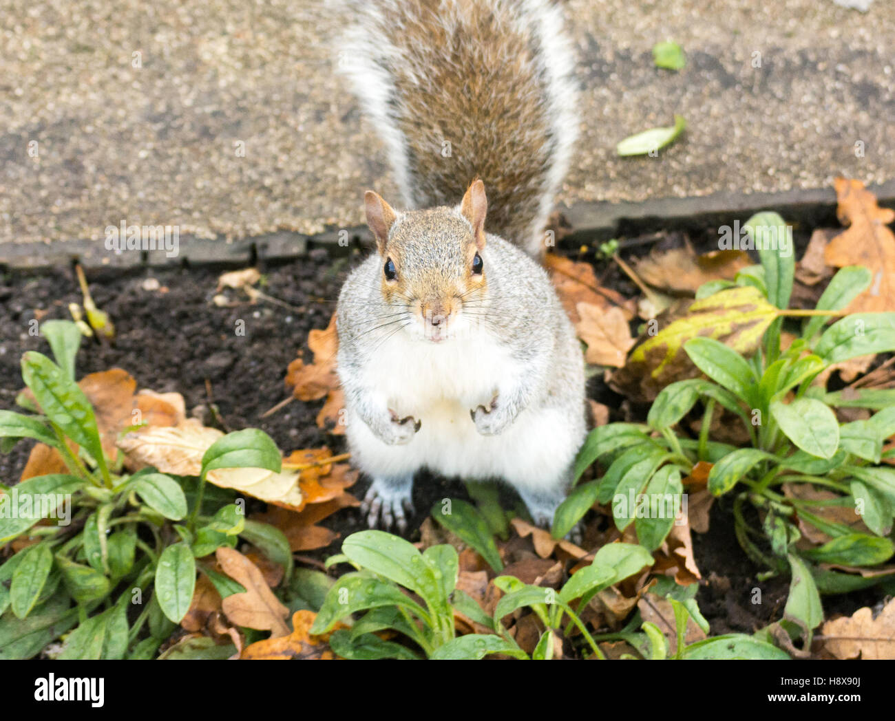 Más por favor. Una ardilla gris de Tame en busca de alimentos en un jardín municipal. Foto de stock