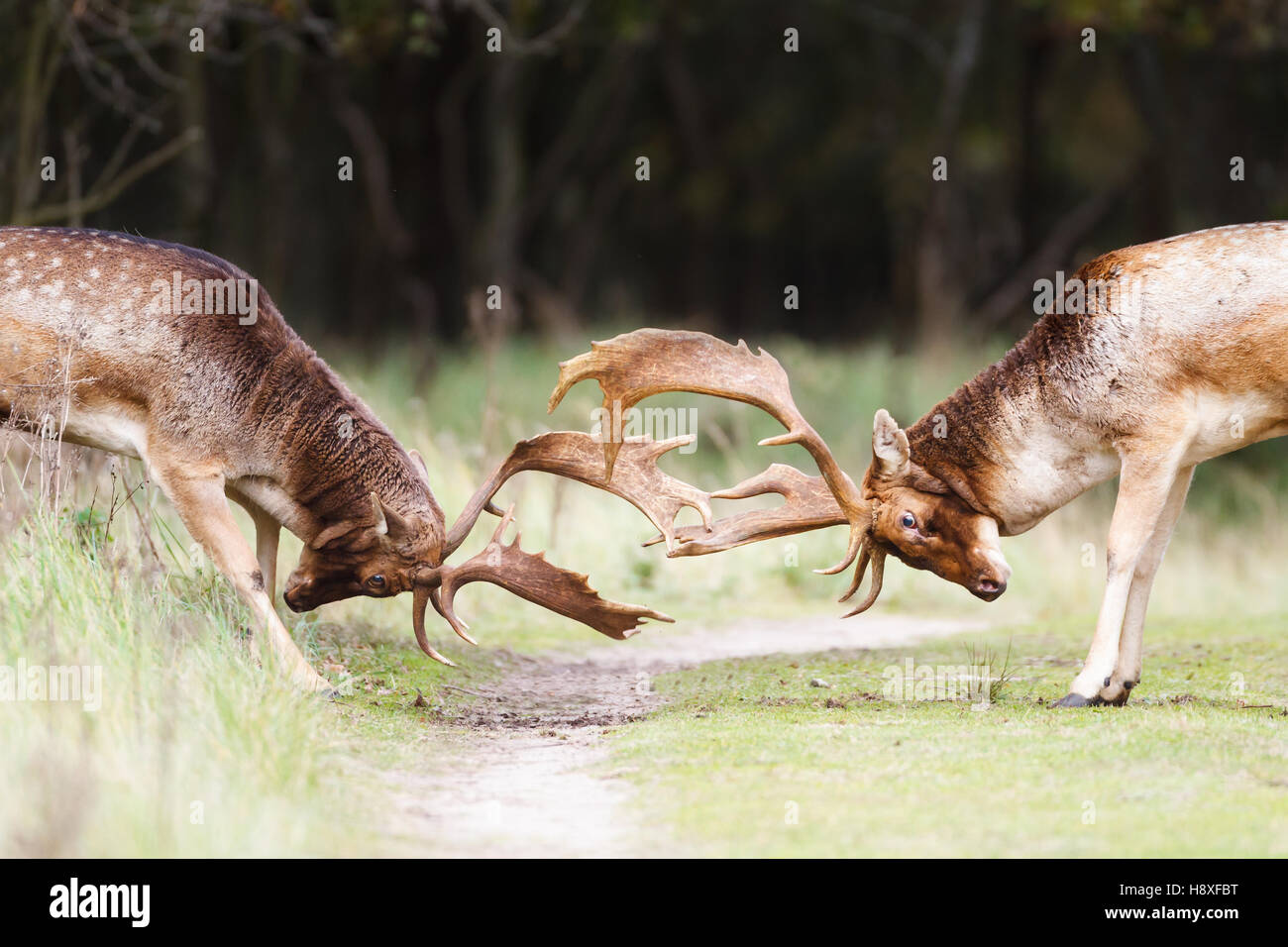 Gamo durante la temporada de celo Foto de stock