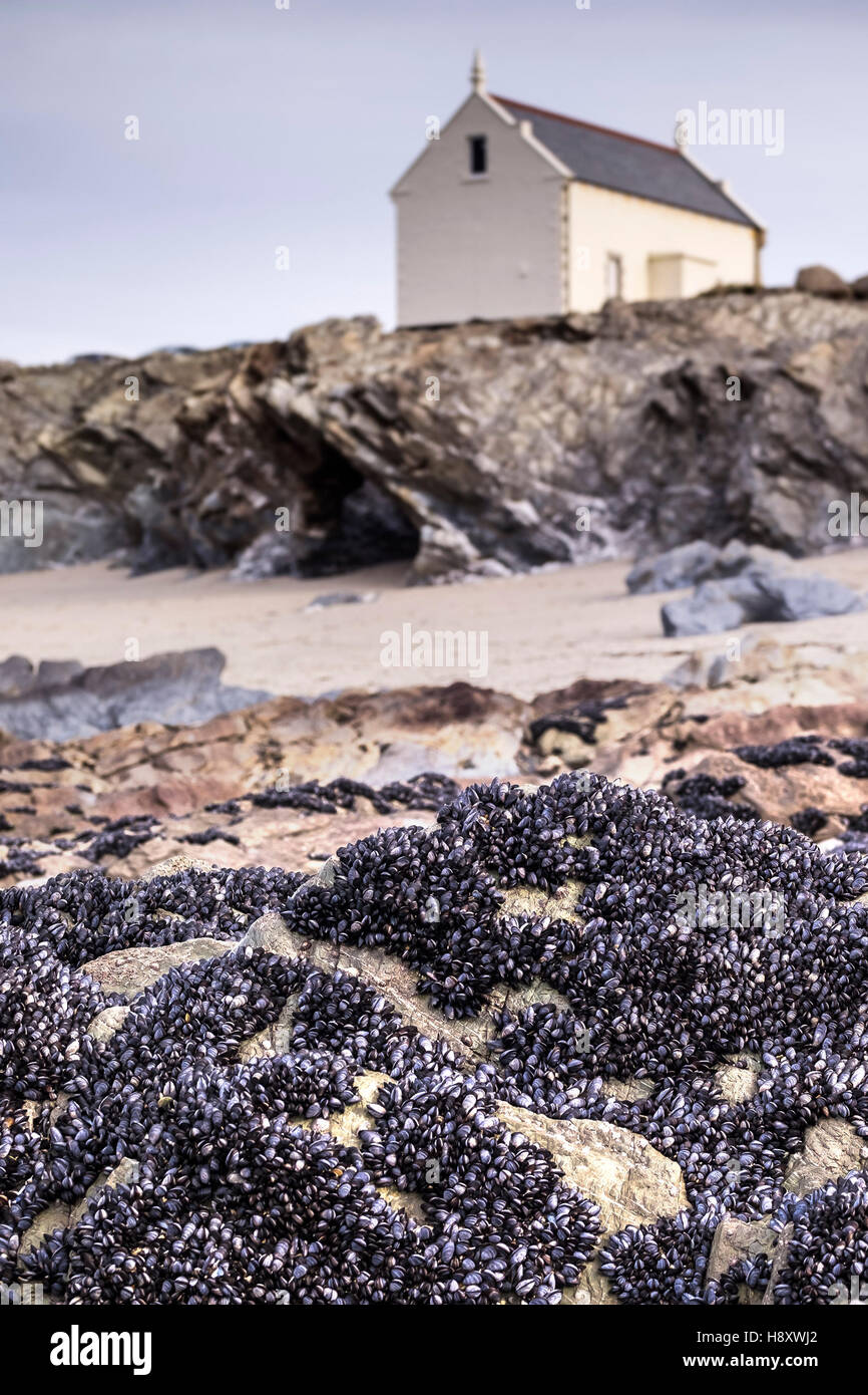 Camas de mejillón común, Mytilus edulis, expuestos en la marea baja en poco Fistral en Newquay, Cornwall. Foto de stock