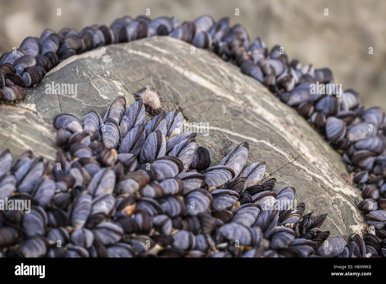 Una cama común de mejillones. Mytilus edulis. Foto de stock