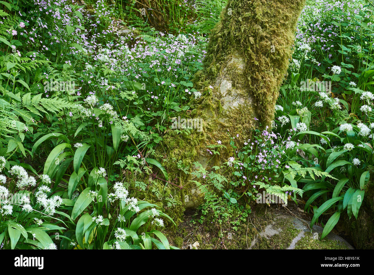 Flores silvestres y tronco de árbol, Dólar Glen, Clackmannanshire, Escocia Foto de stock