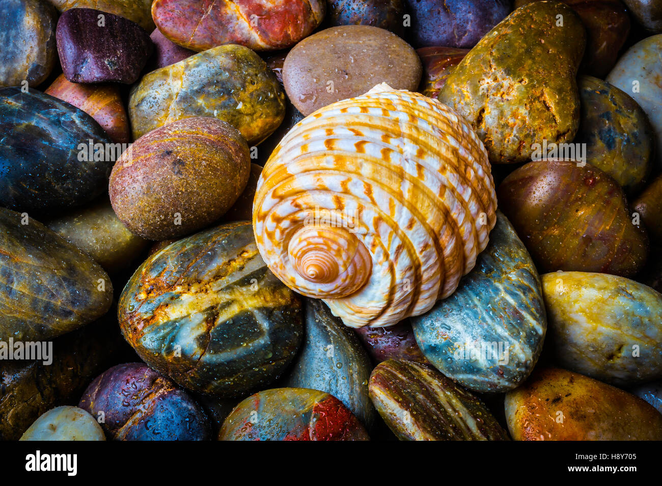 Seashell sobre piedras de río Foto de stock