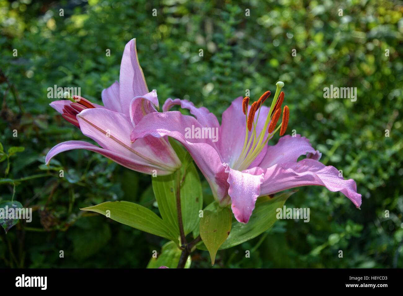 Dos de una flor de lis de color rosa en un jardín verde Fotografía de stock  - Alamy