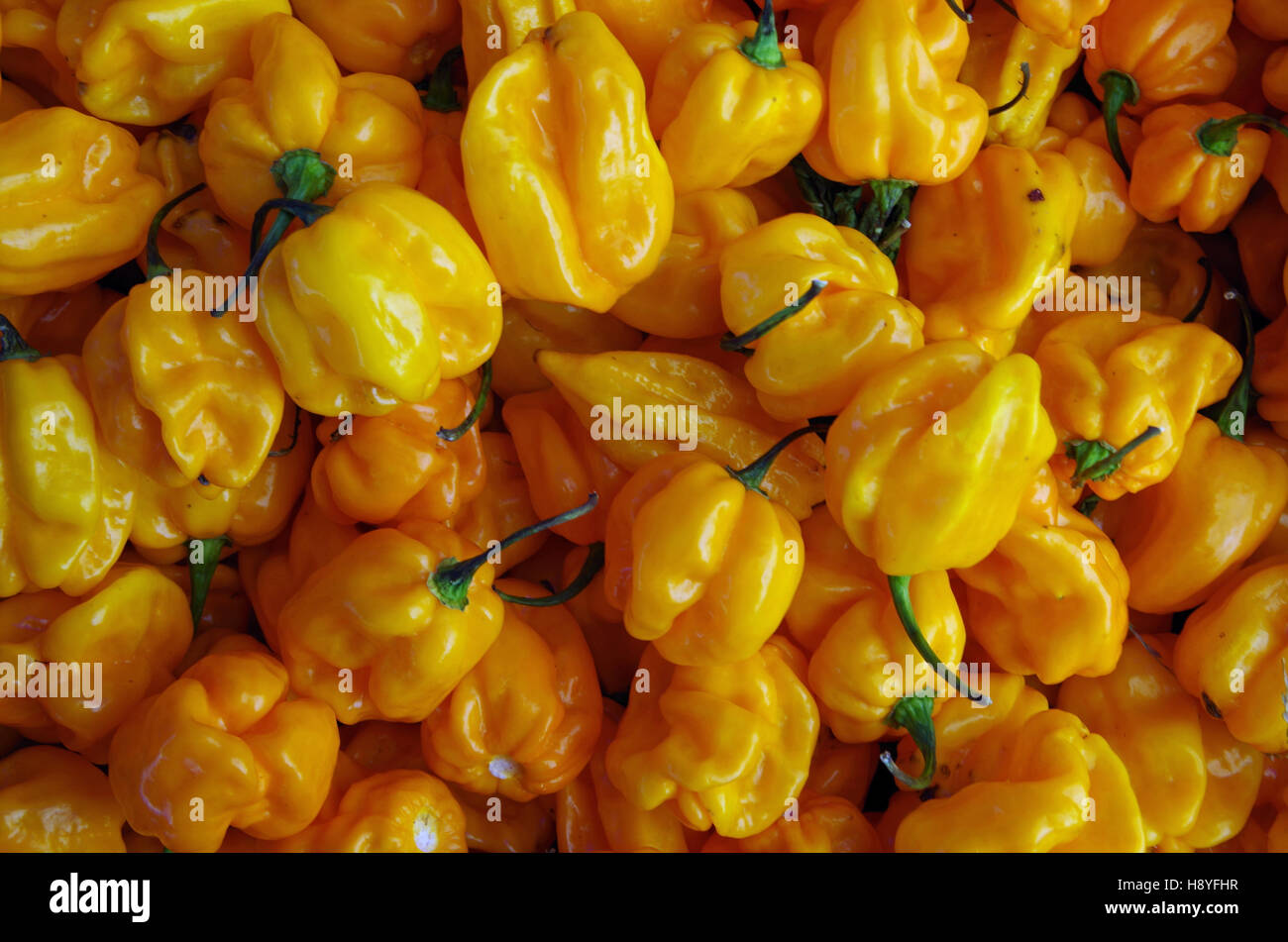 Chiles habanero amarillo con tallos verdes vista desde arriba Foto de stock