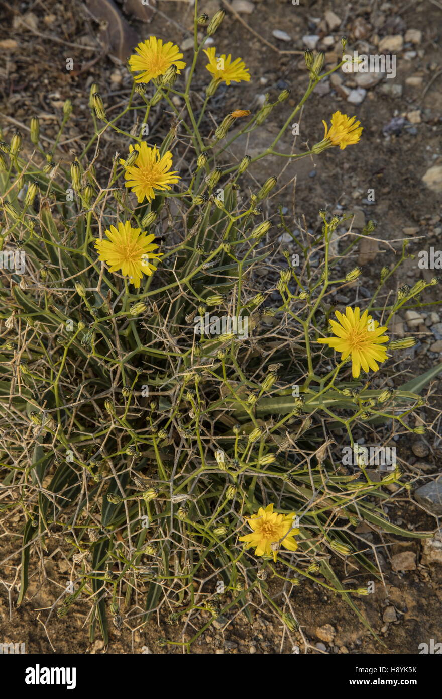 Una tupida espinosas, compuestas Launaea spinosa en semi-desierto, el sur de España. Foto de stock