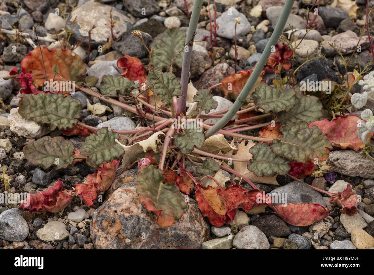 Desierto, trompeta Eriogonum inflatum, roseta de hojas. Valle de la muerte. Foto de stock