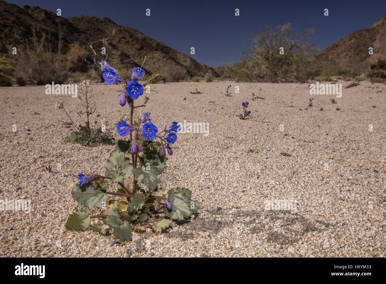 Desierto Canterbury Bells, Phacelia campanularia, en flor sobre grava, lavar el desierto, el Parque Nacional Joshua Tree, California. Foto de stock