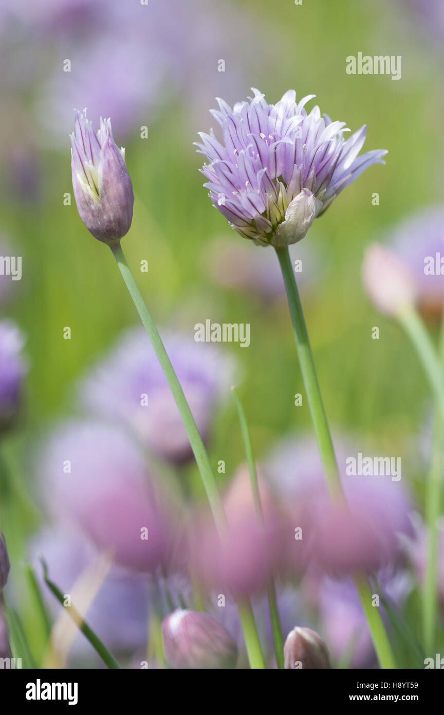 Cebollino, Allium schoenoprasum Foto de stock