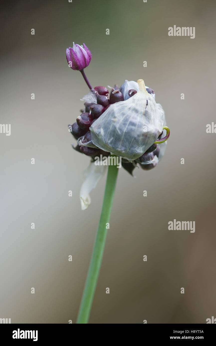 El ajo silvestre, Allium vineale Foto de stock