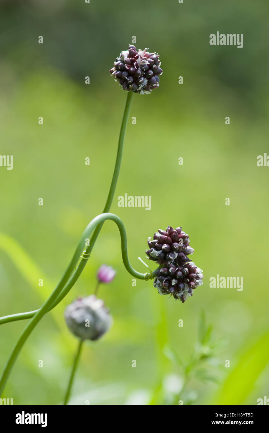 El ajo silvestre, Allium vineale Foto de stock