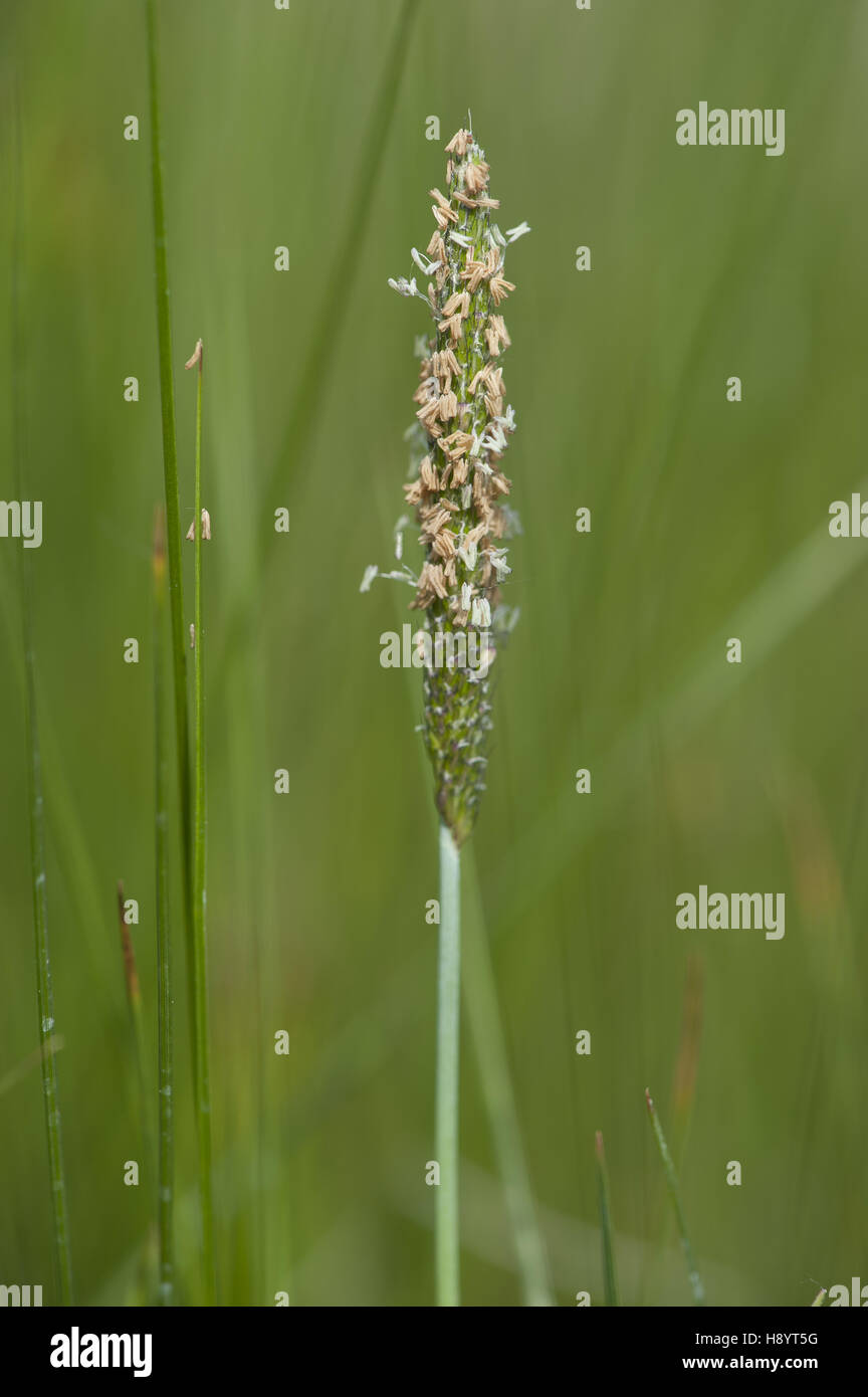 Rendle's meadow foxtail, alopecurus rendlei Foto de stock