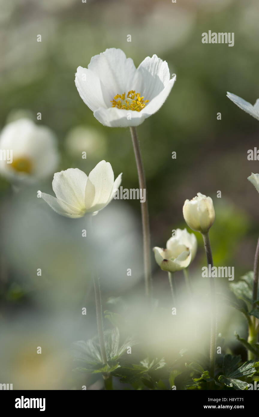 Snowdrop, anémona anemone sylvestris Foto de stock