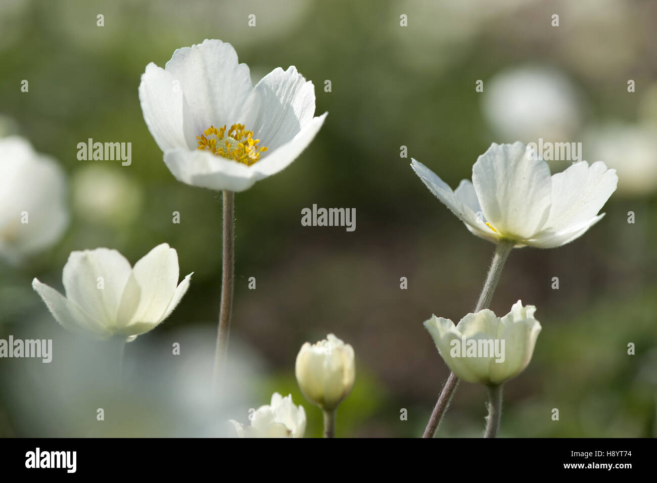 Snowdrop, anémona anemone sylvestris Foto de stock