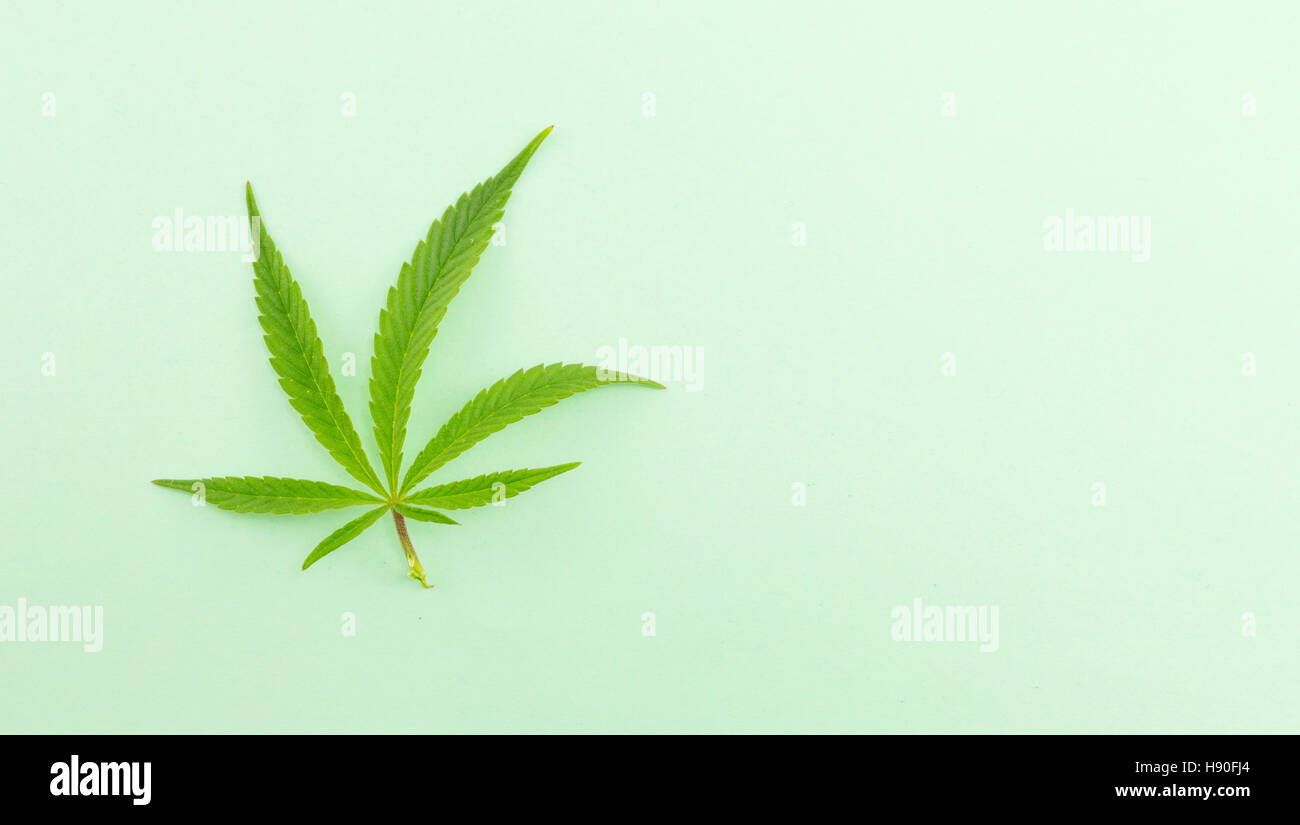 Sola planta de marihuana en fondo verde Foto de stock