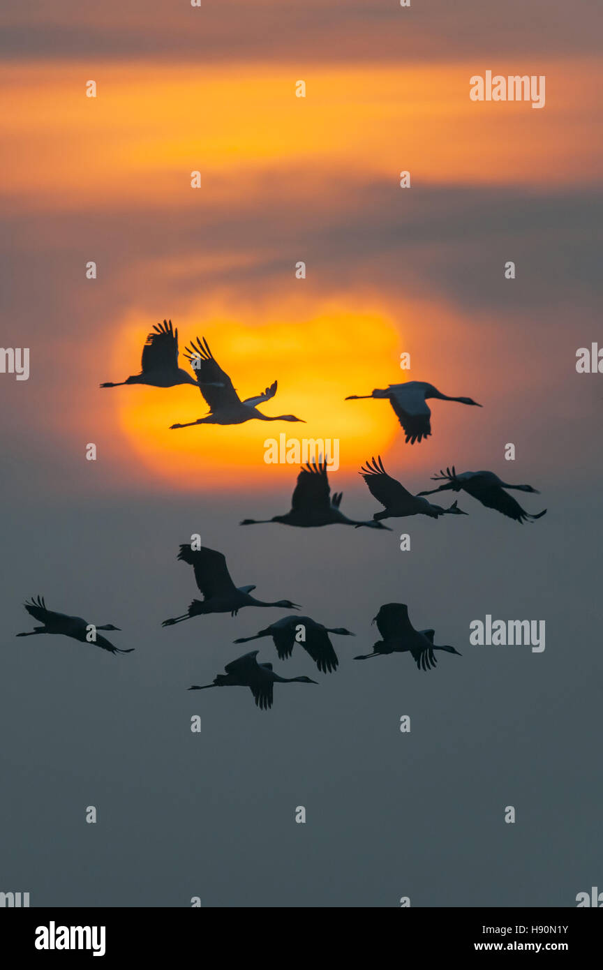 Grullas comunes, grus grus, de Mecklenburg Vorpommern, Alemania Foto de stock