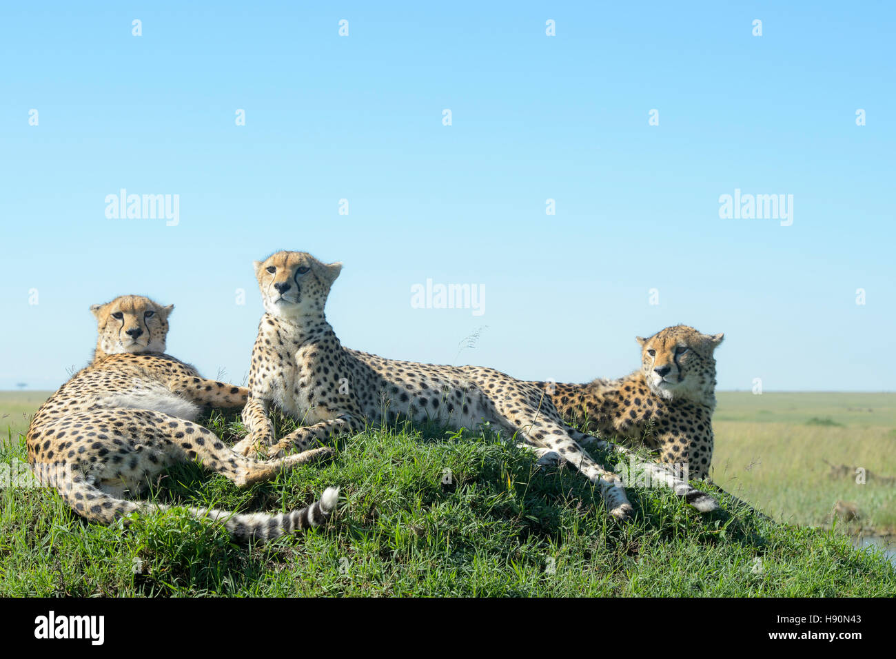 Tres Cheetah (Acinonix jubatus) en la colina en la sabana, cerca de la Reserva Nacional Maasai Mara, Kenia Foto de stock