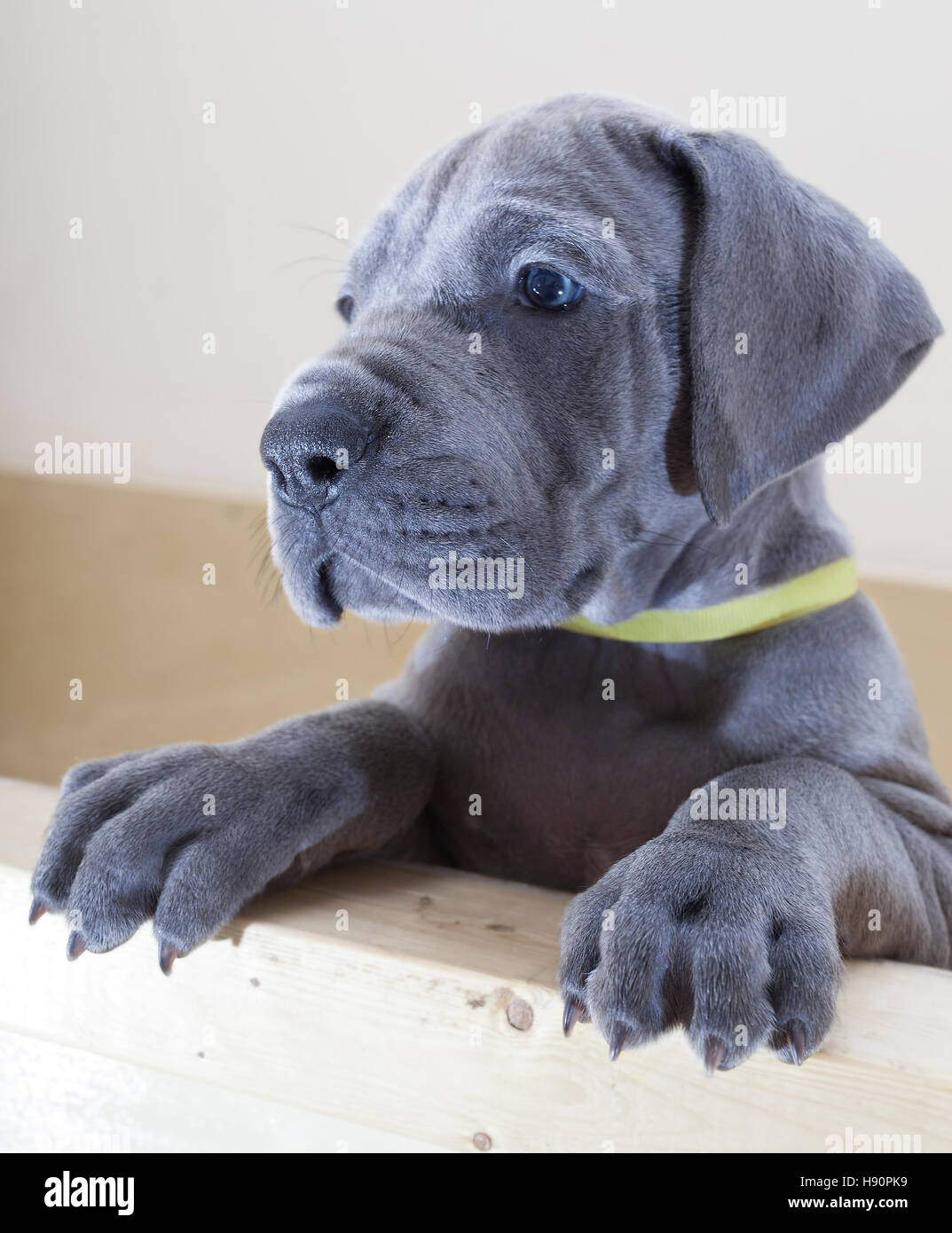 Joven cachorro Gran Danés gris que está mirando a través de un borde  Fotografía de stock - Alamy