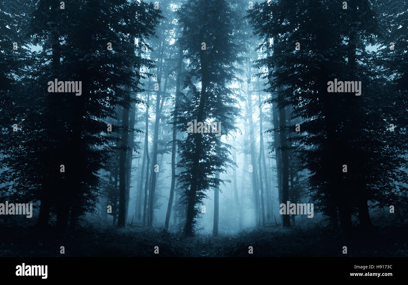 Fondo oscuro del bosque fotografías e imágenes de alta resolución Alamy