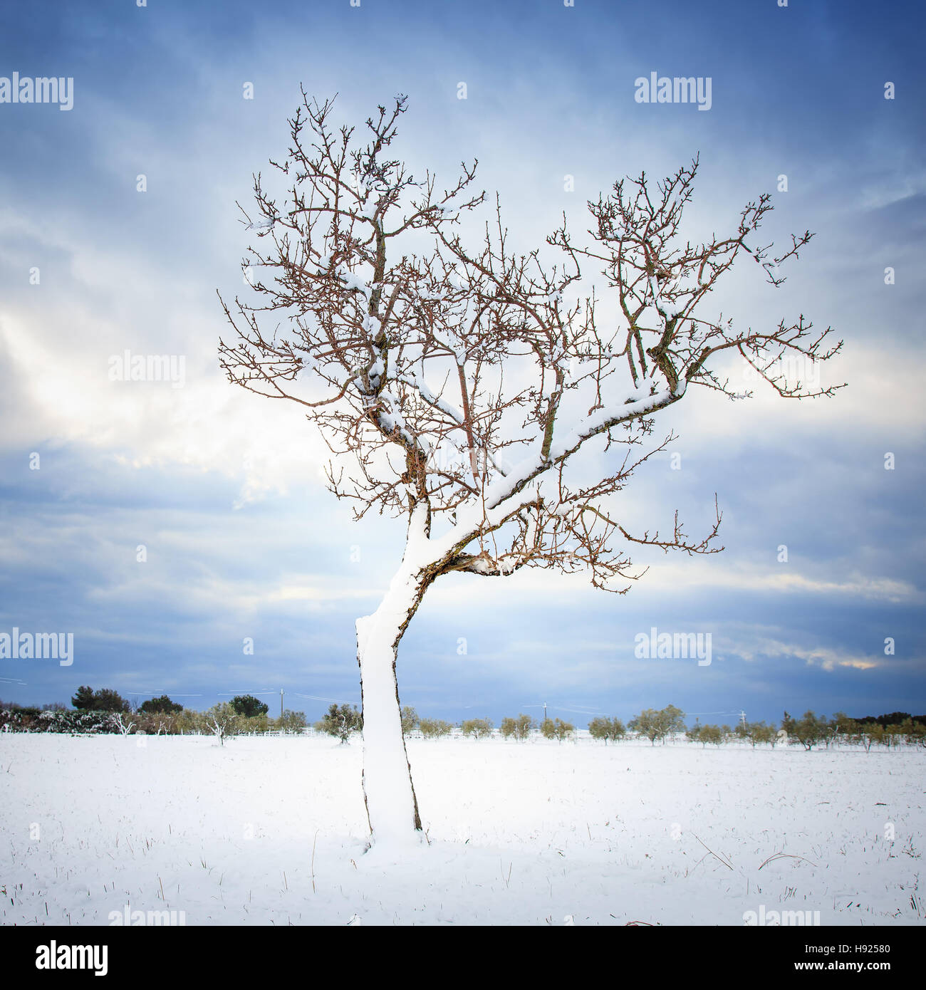 Solitario árbol curvado cubierto por la nieve en invierno. Toscana Italia Foto de stock