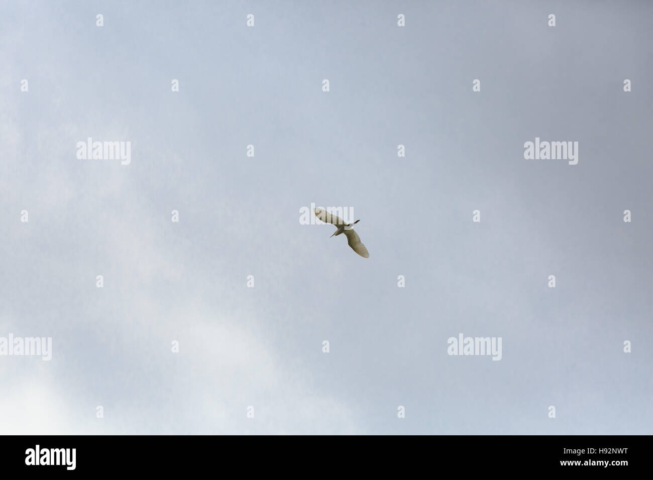 Un pájaro volando en el cielo Foto de stock