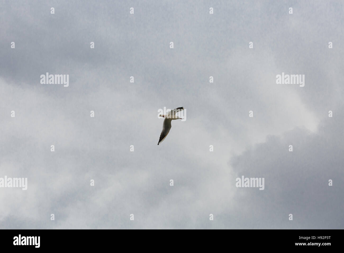 Un pájaro volando en el cielo Foto de stock