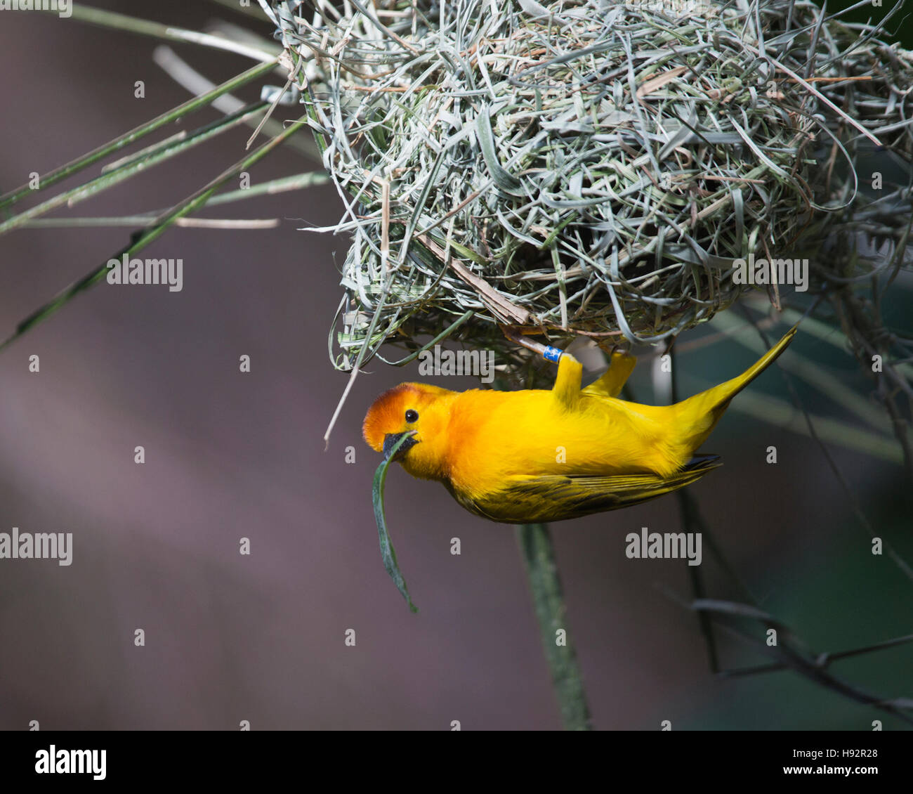 Taveta Golden Weaver (Ploceus castaneiceps) construir nido en el árbol Foto de stock