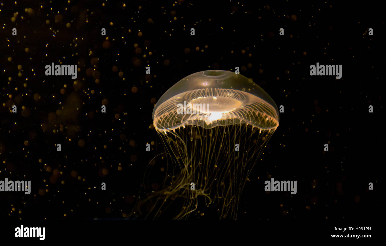 Lone luna medusas contra un fondo oscuro Foto de stock