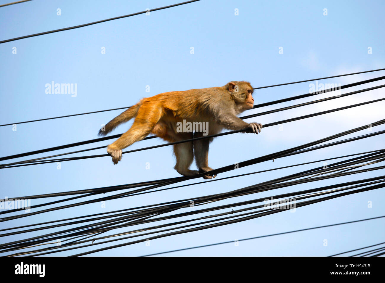 Un pequeño mono en los cables eléctricos. Katmandú, Nepal.exótico Foto de stock