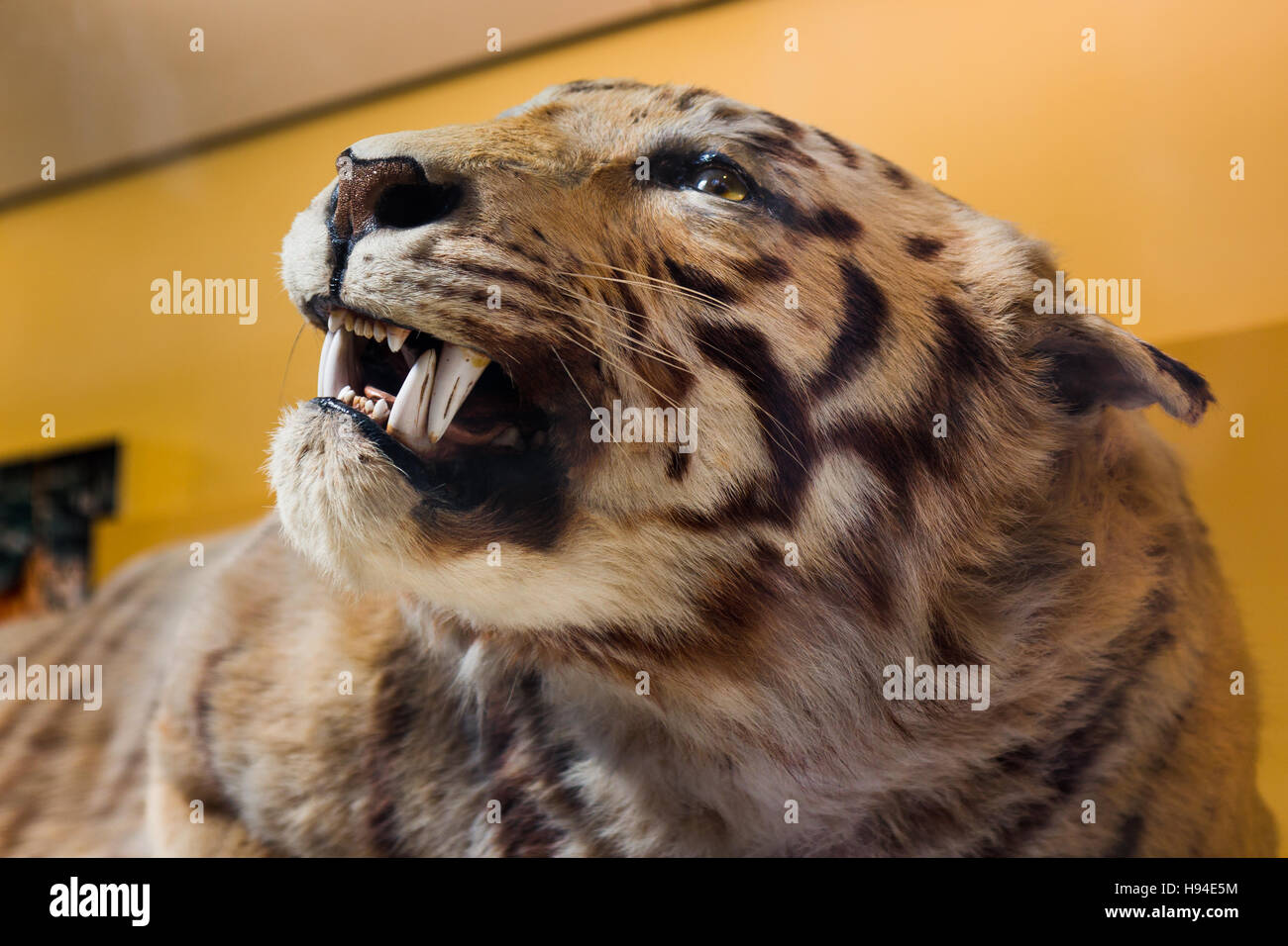 Vista de la cabeza de un tigre de la taxidermia. Foto de stock