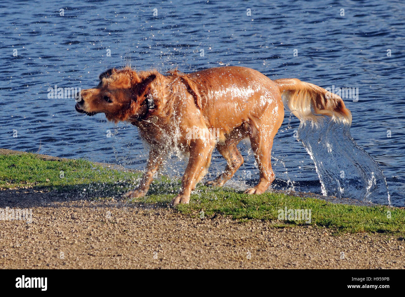Perro sacudiendo el agua fotografías e imágenes de alta resolución - Página  8 - Alamy