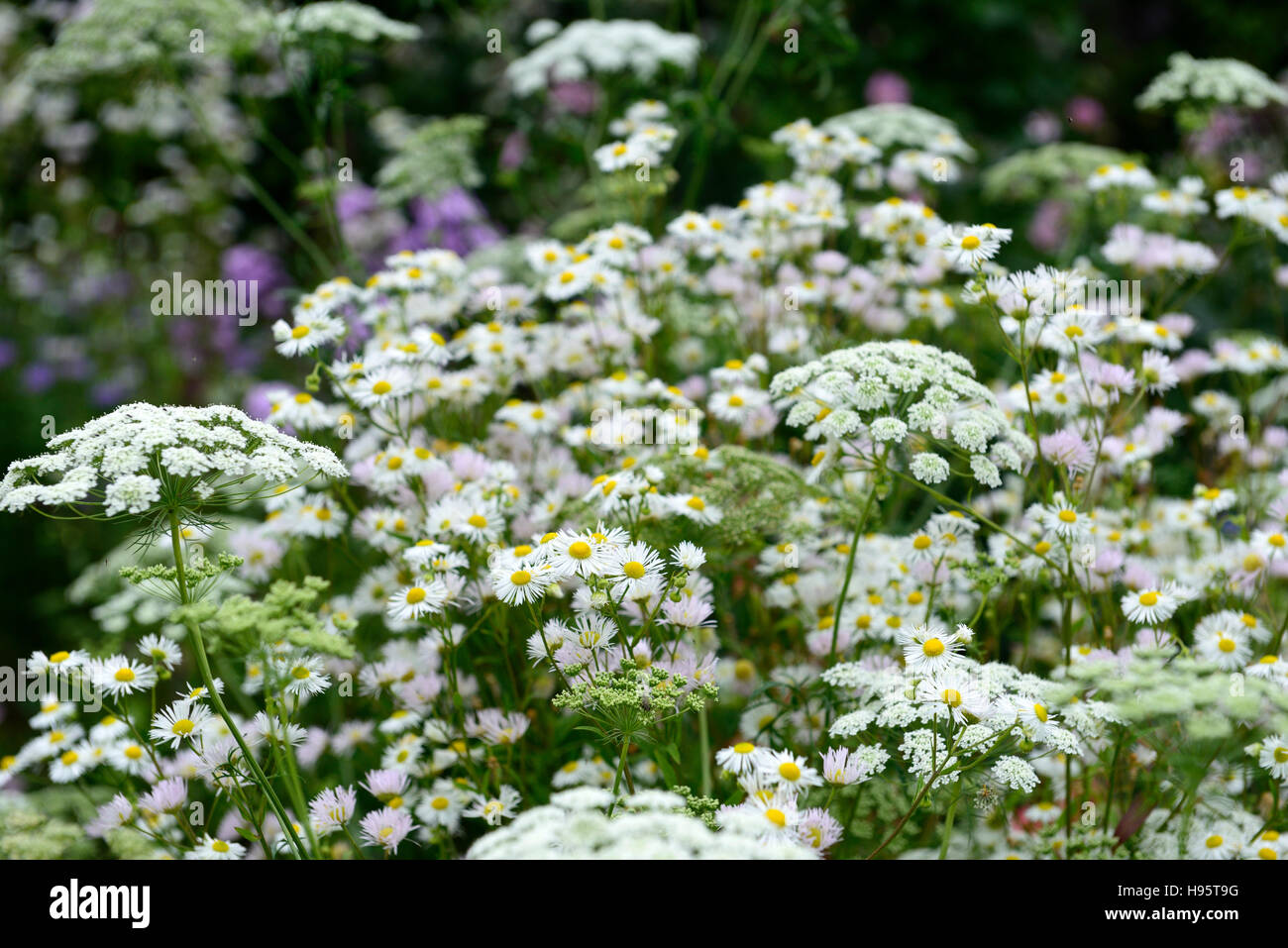 Ammi Majus daisy margaritas flores flor floración blanca combinación mixta mezcla natural de flora y fauna silvestre jardín floral de RM Foto de stock