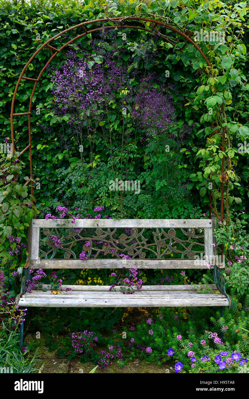 Banqueta pérgola cubierta con asientos cubiertos thalictrum hedge jardín jardinería diseño floral de RM Foto de stock