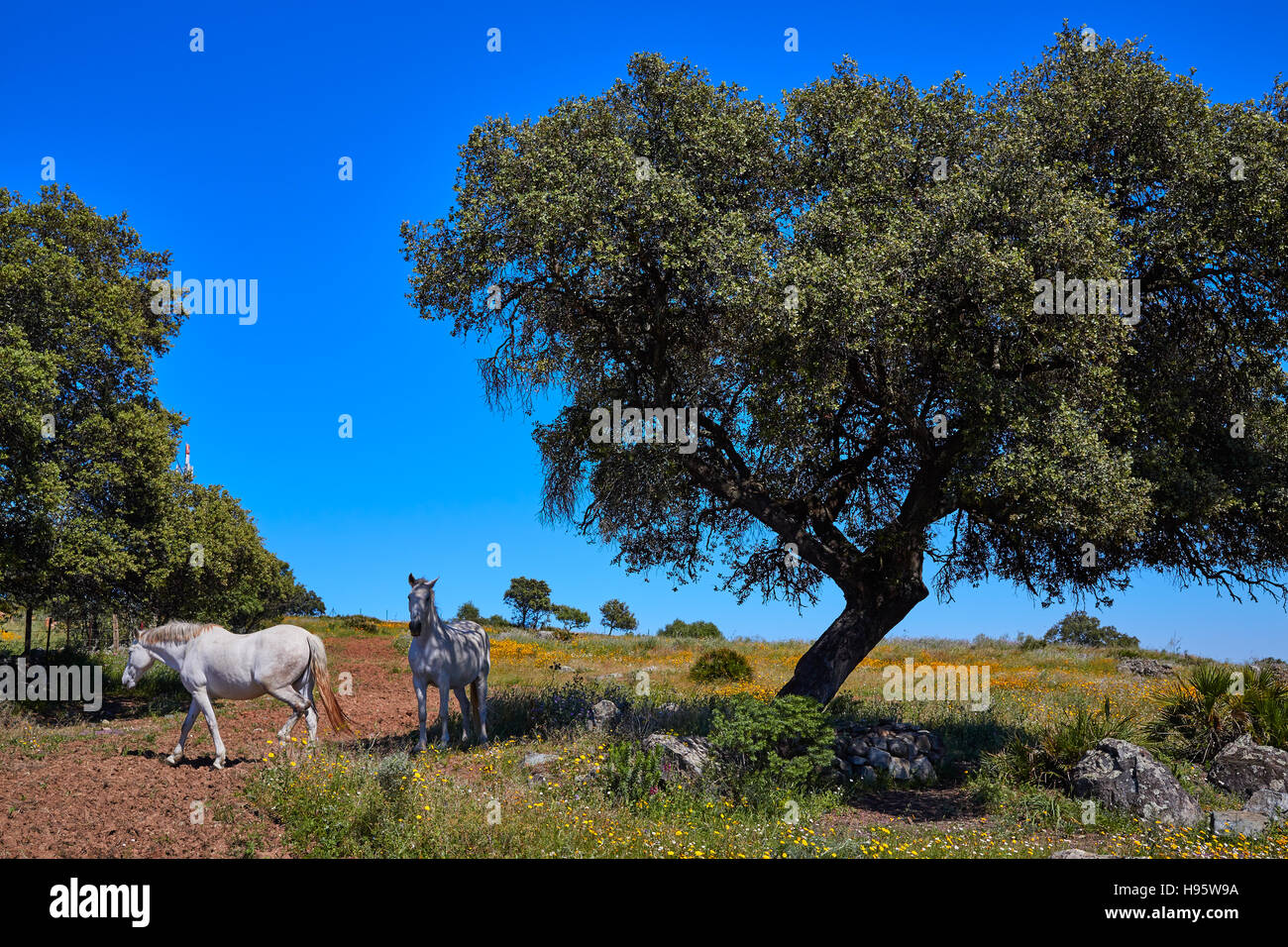 Dehesa de pastizales a caballo por la via de la Plata Camino de España, en Andalucía Foto de stock