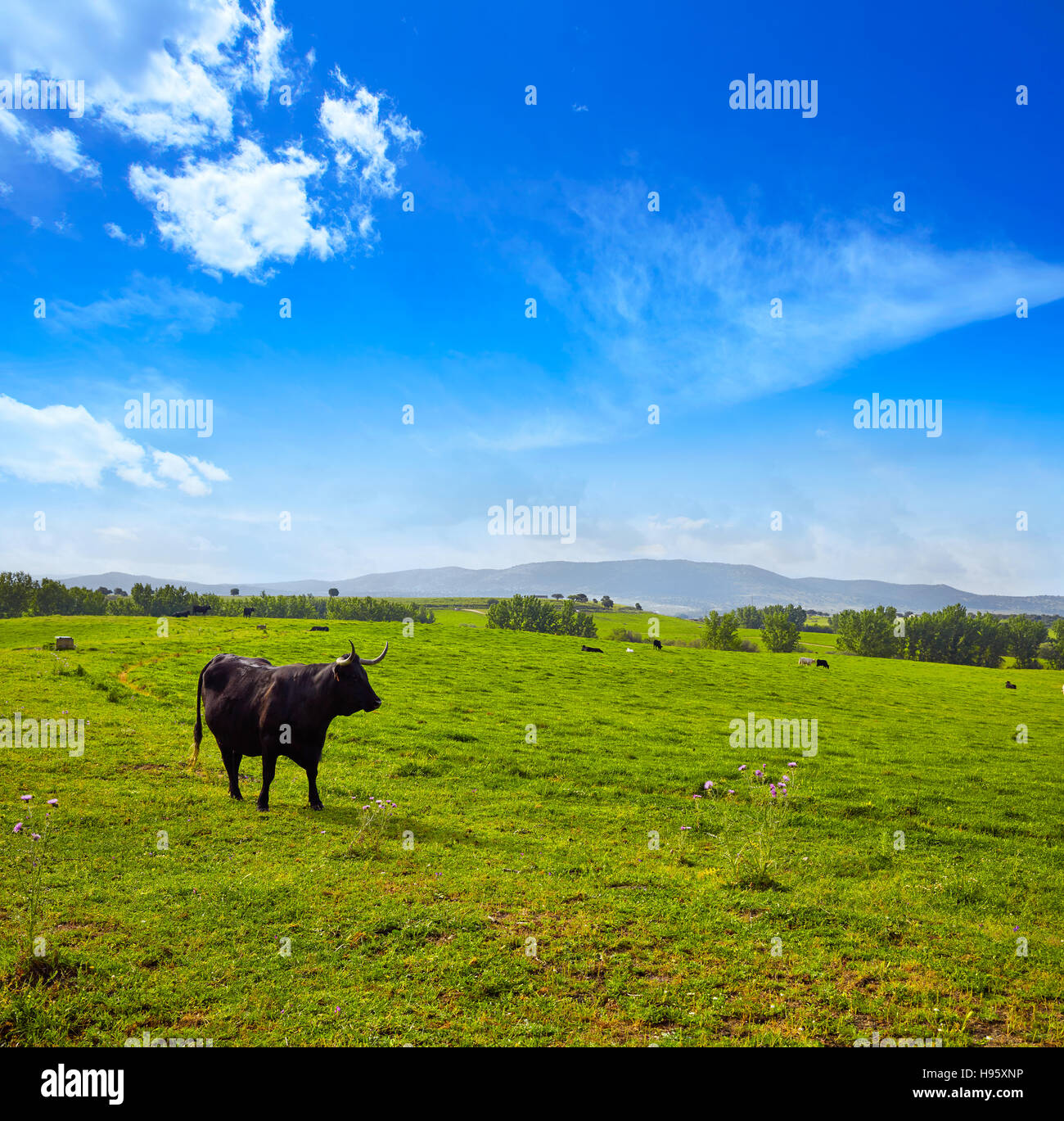 Toro Bravo Dehesa de Extremadura pastoreo en los pastizales a lo largo de Via de la Plata Camino de España Foto de stock