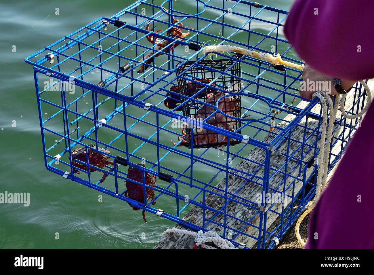 Encogimiento Hambre alumno Trampa de cangrejo fotografías e imágenes de alta resolución - Alamy