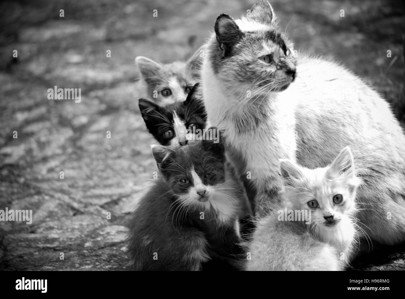Una familia de gatos en una calle en Bulgaria. La madre protege a sus pequeños. Foto de stock