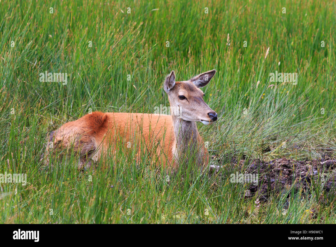 Solo ciervo hembra rojo descansando en el césped largo Perthshire Escocia Foto de stock