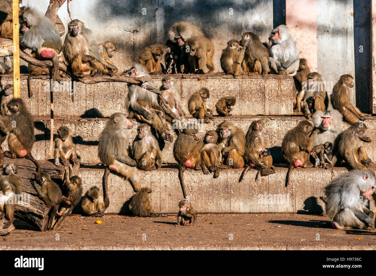 Varios tipos de primates (varios tipos de primates, desde bebés hasta adultos miembros ) Foto de stock