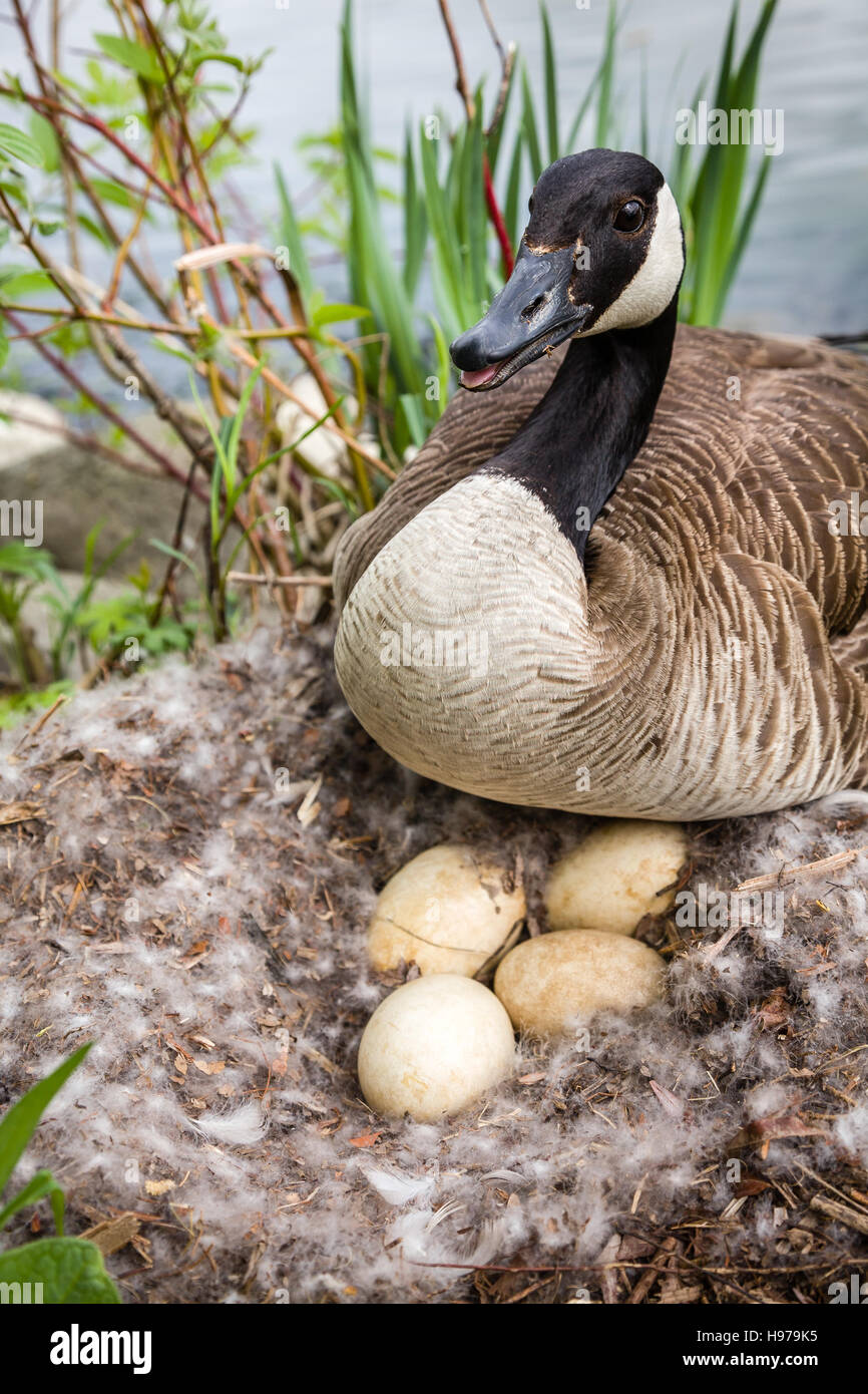 Mamá Oca defendiendo su nido con huevos. Foto de stock