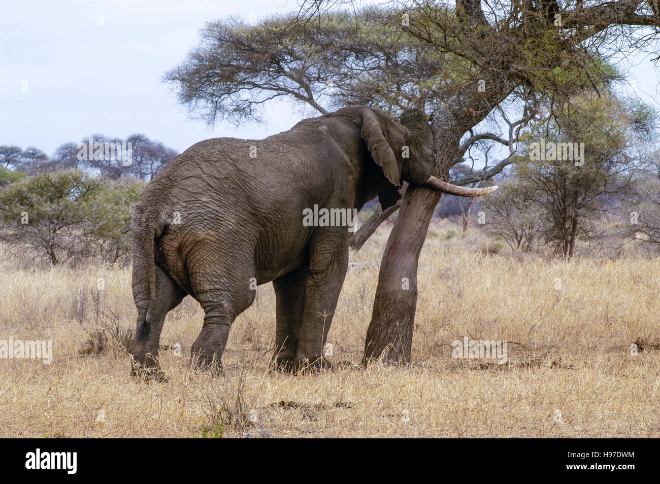 Toro de elefantes (Loxodonta africana) intenta empujar a través de un árbol, Parque Nacional Tarangire, Tanzania Foto de stock