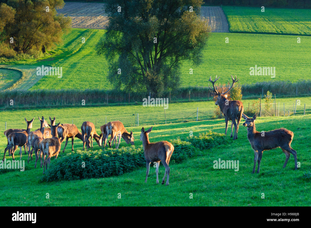 Marxheim: ciervo colorado (Cervus elaphus) en un recinto para la producción de carne silvestre, el Schwaben, suabia, Bayern, Baviera, Alemania Foto de stock