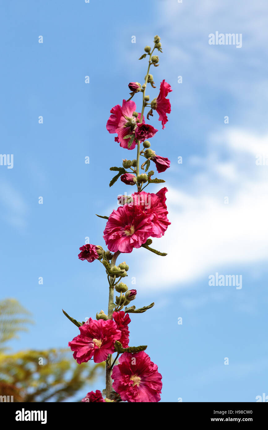 Flor de color rojo oscuro hollyhock Alcea rosea flores comunes en un jardín  botánico en el sur de California, Estados Unidos Fotografía de stock - Alamy