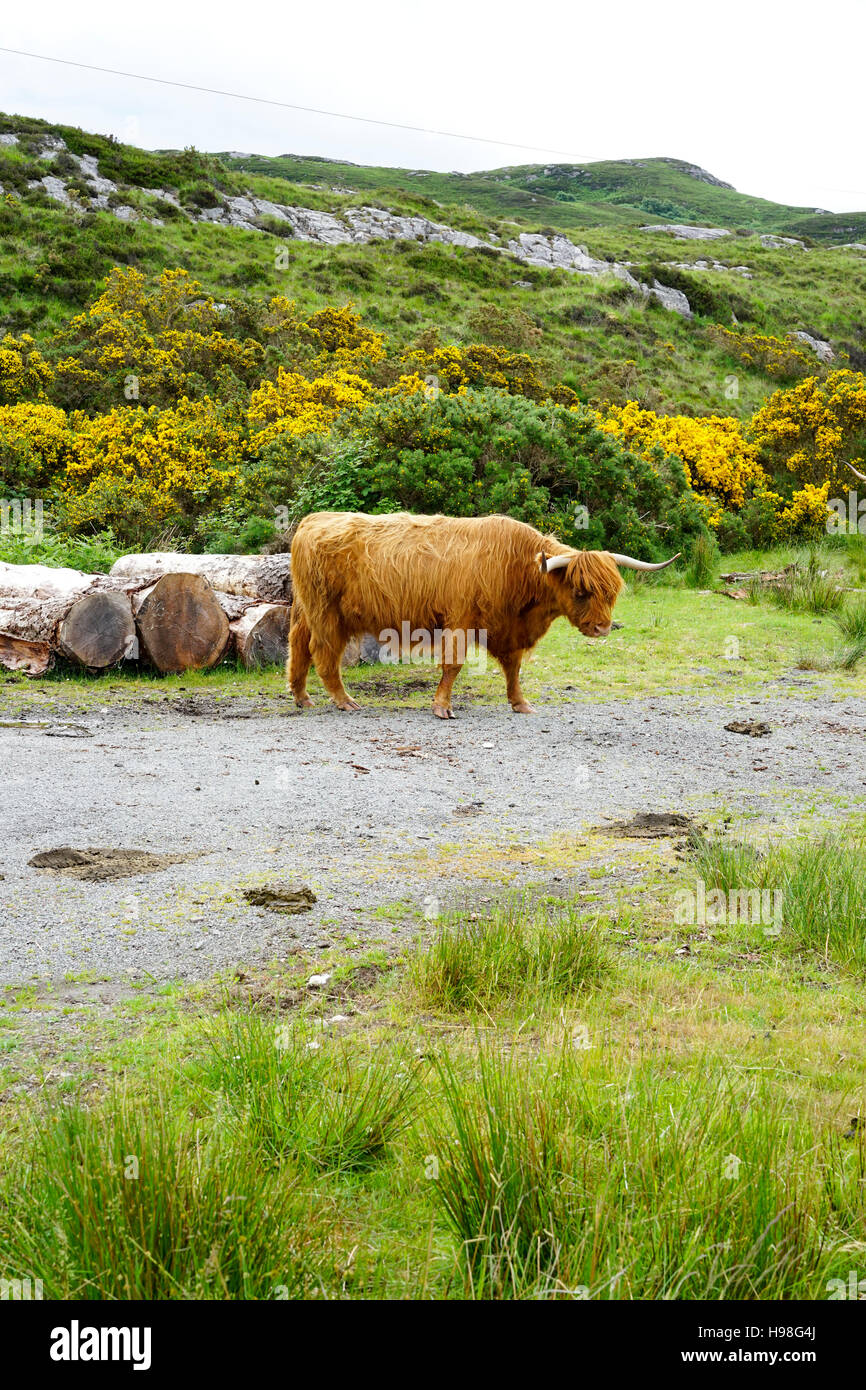 Highland ganado Escocia, Reino Unido. Foto de stock