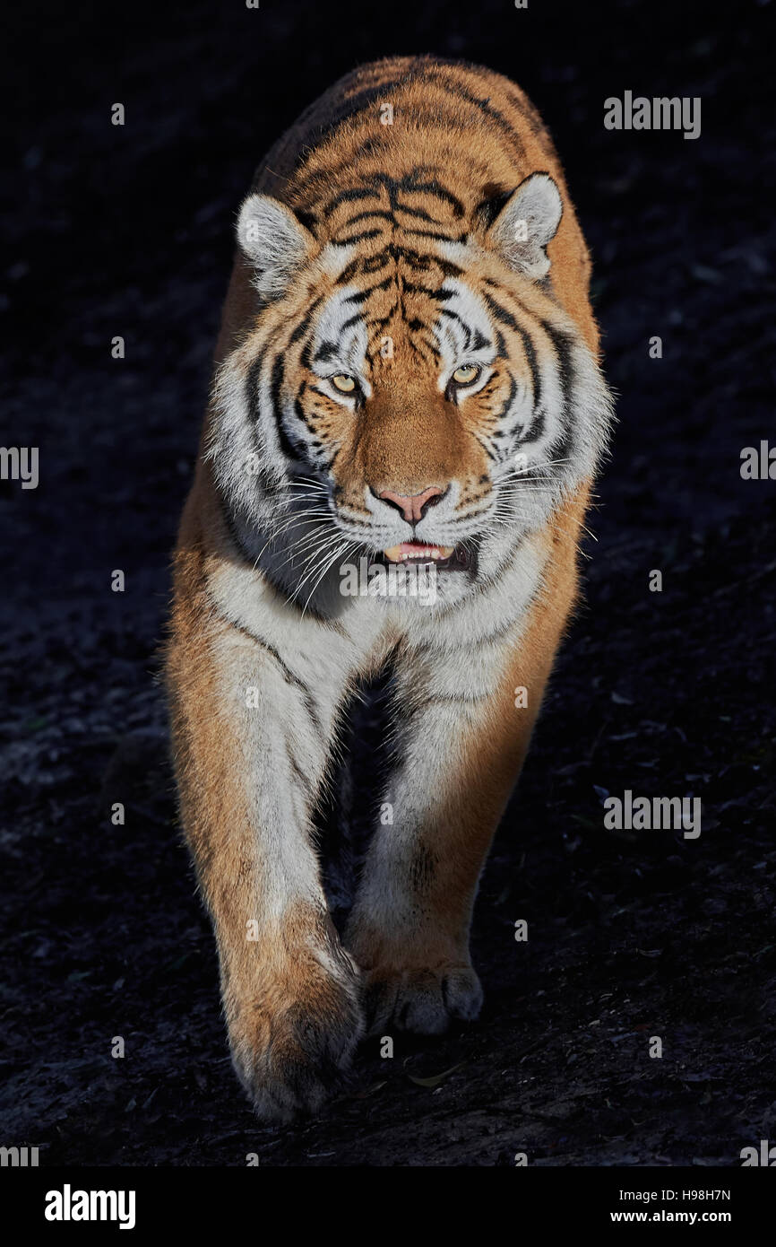 Tigre siberiano caminando bajo el sol con un fondo oscuro Foto de stock