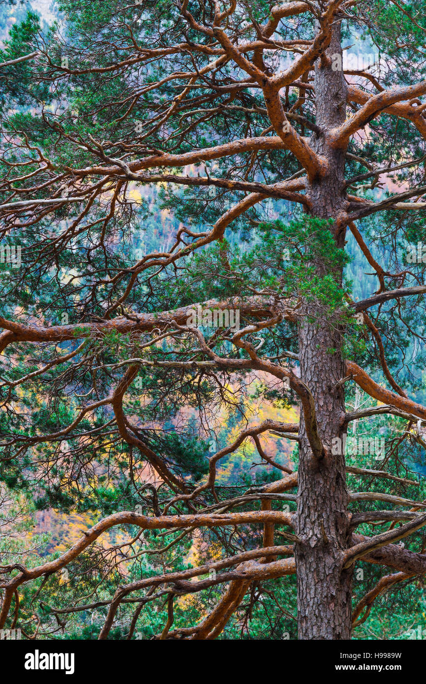 Mountain Pine (Pinus uncinata). Foto de stock