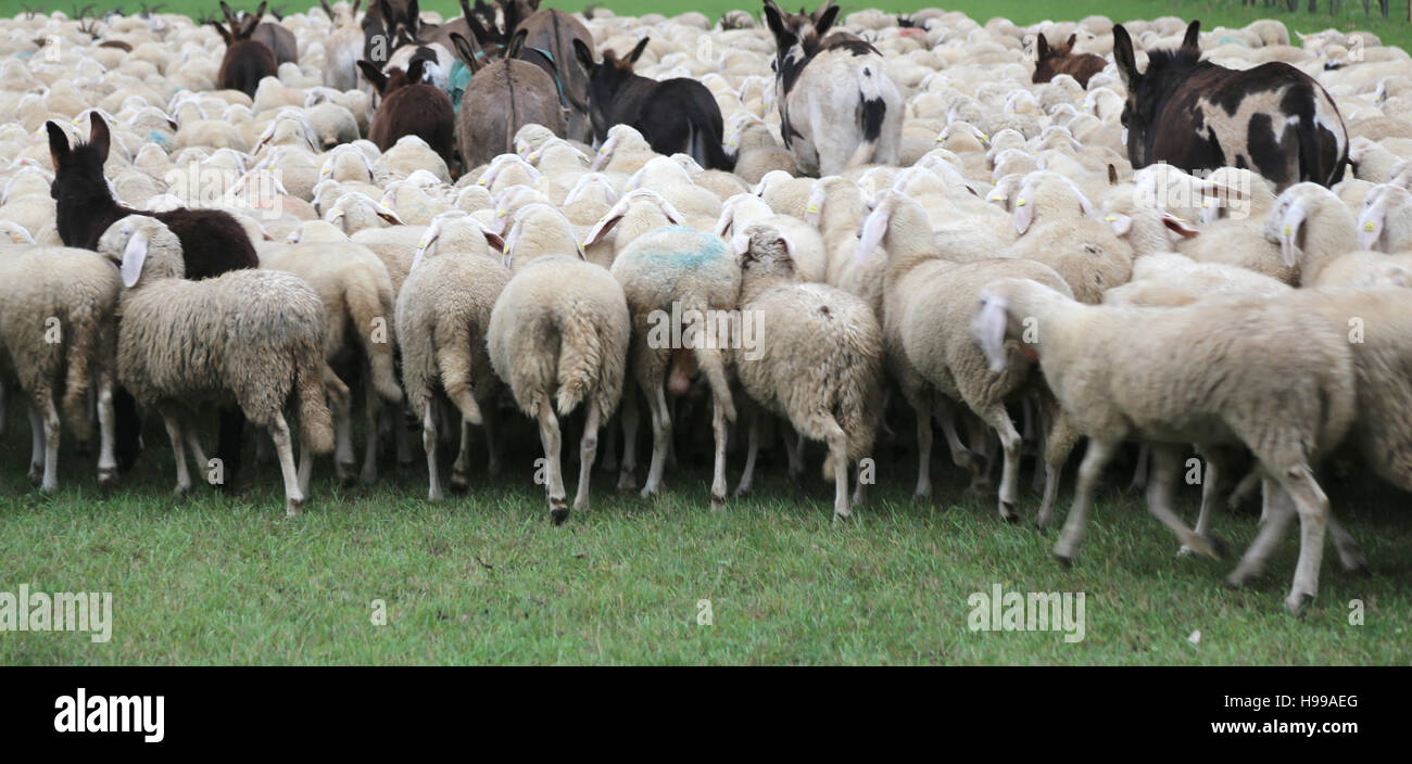 Grey con muchas ovejas y burros pastando Foto de stock