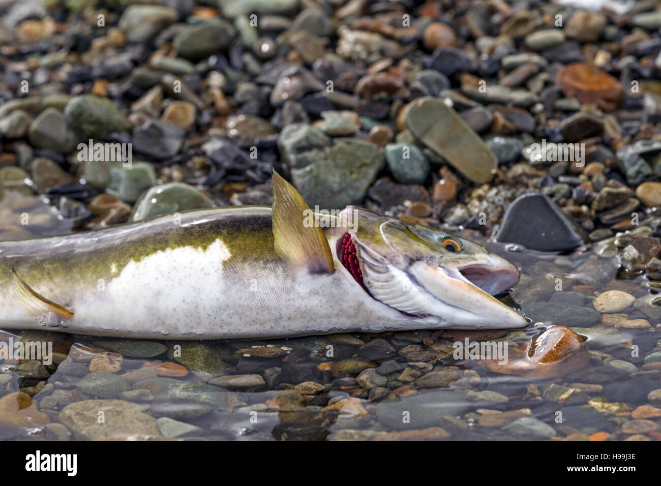Un salmón rosado respiraciones su último después de migrar desde el