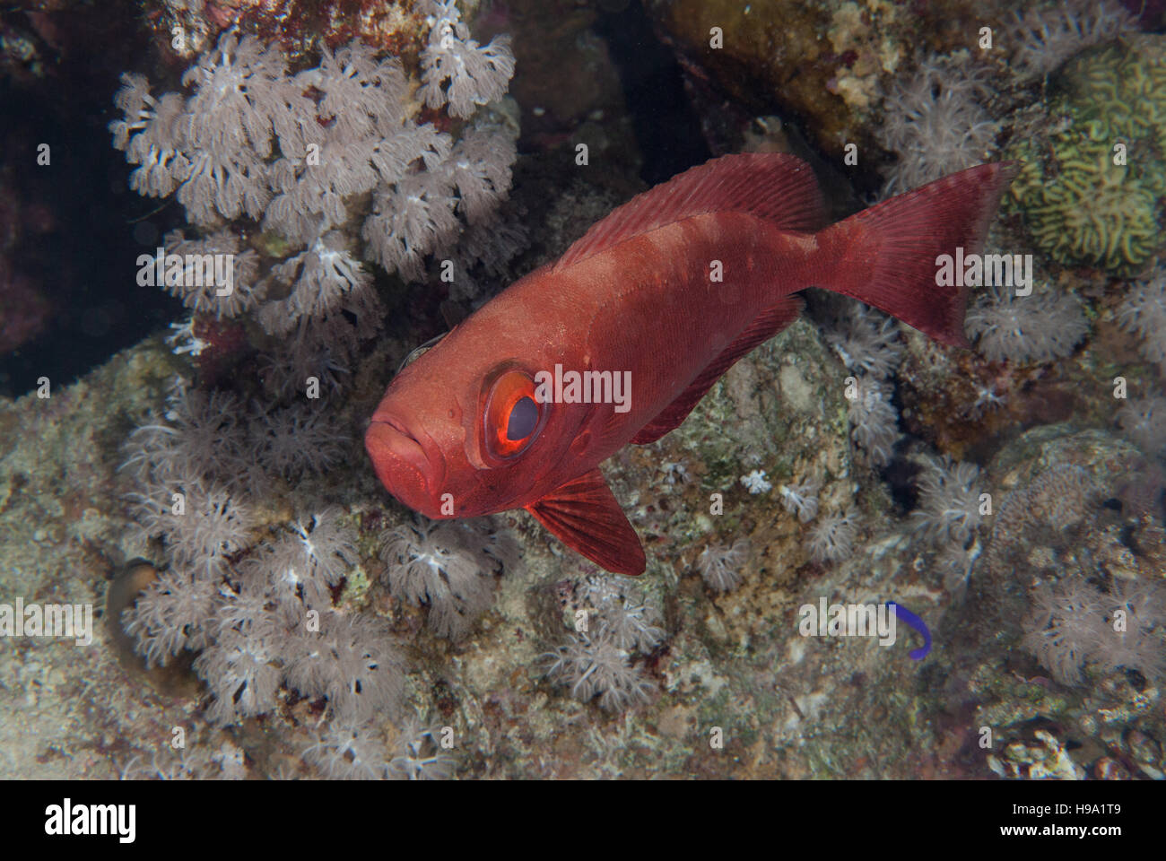 Gran Ojo de pescado (Priacanthus Priacanthidae hamrur), Sharm el Sheikh, Mar Rojo, Egipto Foto de stock