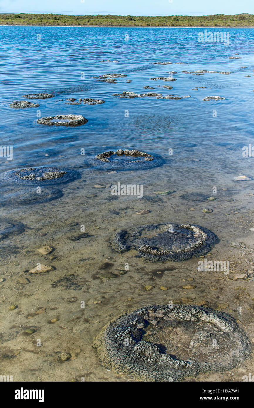 Los fósiles marinos vivos, estromatolitos, en el lago Thetis cerca de Cervantes, Australia Occidental Foto de stock
