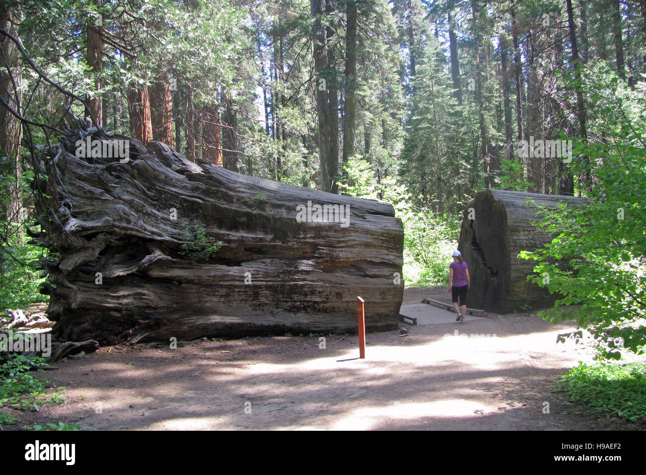 Mujer senderismo en Calaveras Big Trees State Park. Foto de stock